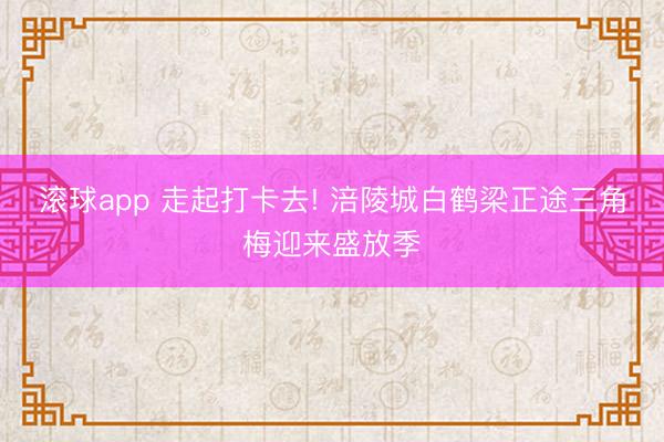 滚球app 走起打卡去! 涪陵城白鹤梁正途三角梅迎来盛放季